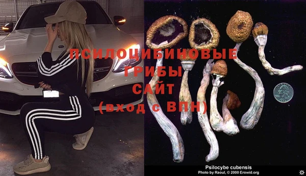 прущие грибы Абинск